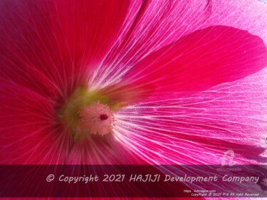 Fotografie mit dem Titel "LARGE Kind hibiscus…" von Cédric Hajiji, Original-Kunstwerk, Digitale Fotografie