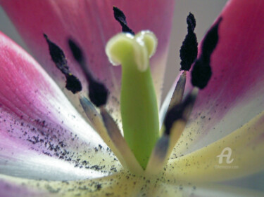 Photographie intitulée "Macro Tulip interio…" par Cédric Hajiji, Œuvre d'art originale, Photographie numérique