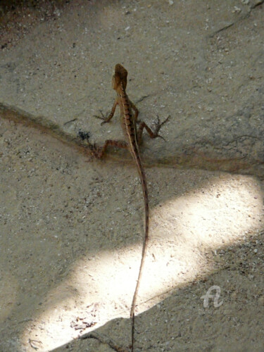 Фотография под названием "Lizard tail under s…" - Cédric Hajiji, Подлинное произведение искусства, Цифровая фотография