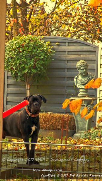 Fotografie mit dem Titel "Colored Cane Corso" von Cédric Hajiji, Original-Kunstwerk, Manipulierte Fotografie