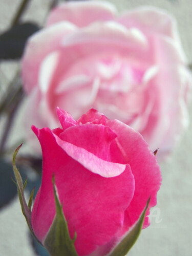 Photography titled "Shades of roses - o…" by Cédric Hajiji, Original Artwork, Digital Photography