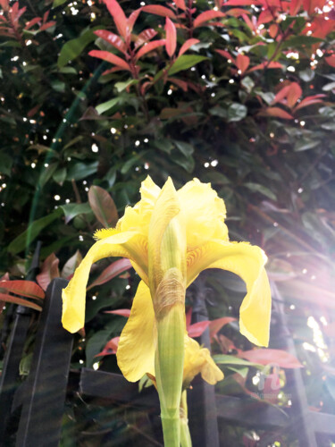 Fotografie mit dem Titel "Yellow iris details…" von Cédric Hajiji, Original-Kunstwerk, Digitale Fotografie