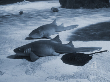 "Sharks shapes and s…" başlıklı Fotoğraf Cédric Hajiji tarafından, Orijinal sanat, Dijital Fotoğrafçılık