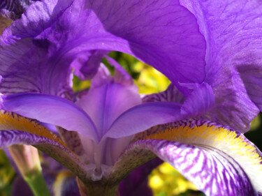Fotografie getiteld "Iris vivid details…" door Cédric Hajiji, Origineel Kunstwerk, Digitale fotografie