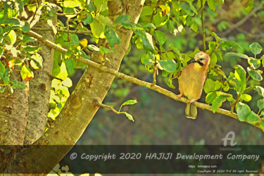 Photographie intitulée "European jay and tr…" par Cédric Hajiji, Œuvre d'art originale, Photographie numérique