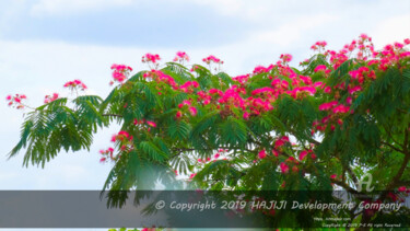 Фотография под названием "dense foliage and s…" - Cédric Hajiji, Подлинное произведение искусства, Цифровая фотография