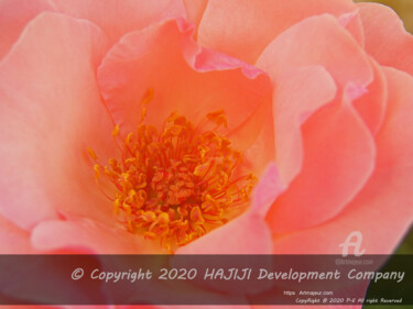 Фотография под названием "A superb pink rose…" - Cédric Hajiji, Подлинное произведение искусства, Цифровая фотография