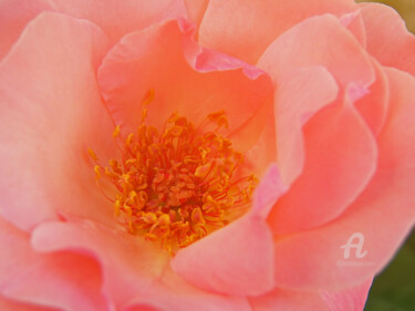 Photographie intitulée "Wonderful pink rose…" par Cédric Hajiji, Œuvre d'art originale, Photographie manipulée