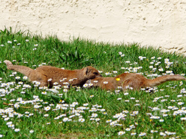 Fotografia intitolato "Beige brown rodent…" da Cédric Hajiji, Opera d'arte originale, Fotografia digitale