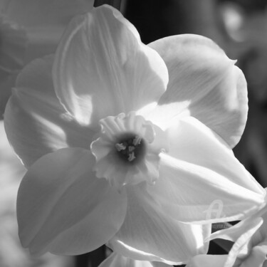 Fotografie getiteld "White narciss purity" door Cédric Hajiji, Origineel Kunstwerk, Digitale fotografie