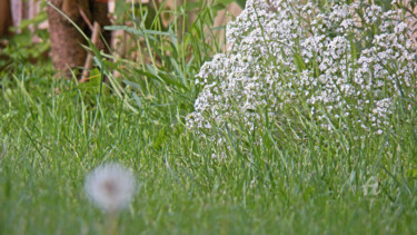 Photography titled "Fresh green grass a…" by Cédric Hajiji, Original Artwork, Digital Photography