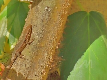 Fotografia intitulada "HDR lizard who seem…" por Cédric Hajiji, Obras de arte originais, Fotografia digital