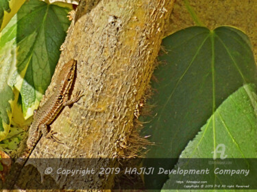 Fotografia intitolato "Copyrighted lizard…" da Cédric Hajiji, Opera d'arte originale, Fotografia digitale