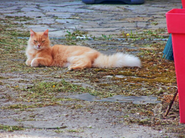 Fotografia intitolato "TABby hairy False a…" da Cédric Hajiji, Opera d'arte originale, Fotografia digitale