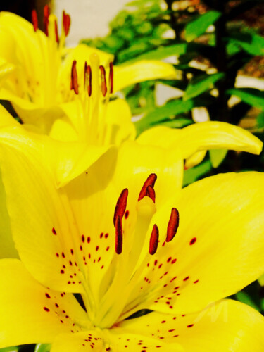 Sunny vivid spotted lis Photographie intitulée "Sunny vivid spotted…" par Cédric Hajiji, Œuvre d'art originale, Photographie numérique