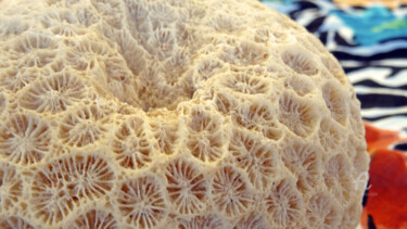 Photographie intitulée "Dry sea shell spong…" par Cédric Hajiji, Œuvre d'art originale, Photographie numérique