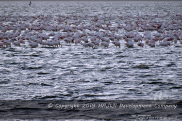 Photography titled "XL GROUP OF PINK WH…" by Cédric Hajiji, Original Artwork, Digital Photography