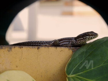 Selective focus - focal saurian shelter Fotografia zatytułowany „Selective focus - f…” autorstwa Cédric Hajiji, Oryginalna praca, Fotografia cyfrowa
