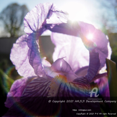 Photography titled "COLORED Iris Halo T…" by Cédric Hajiji, Original Artwork, Digital Photography