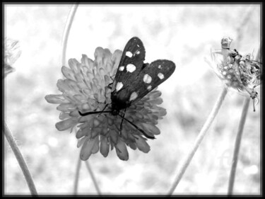 Φωτογραφία με τίτλο "Black rare insect a…" από Cédric Hajiji, Αυθεντικά έργα τέχνης, Ψηφιακή φωτογραφία