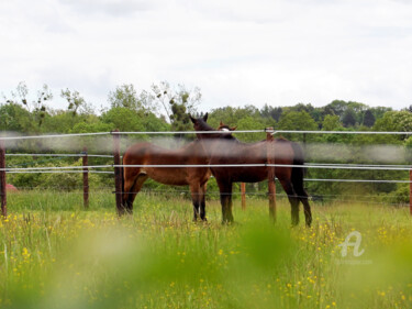 Photographie intitulée "Horse vision and en…" par Cédric Hajiji, Œuvre d'art originale, Photographie numérique