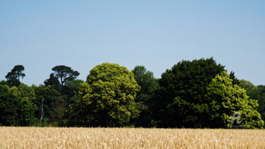 摄影 标题为“Ephemeral wheat fie…” 由Cédric Hajiji, 原创艺术品, 数码摄影