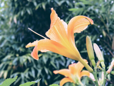 Fotografie mit dem Titel "Hemerocallis flower…" von Cédric Hajiji, Original-Kunstwerk, Digitale Fotografie
