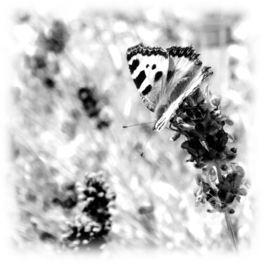 Fotografia intitolato "Butterfly subtlety…" da Cédric Hajiji, Opera d'arte originale, Fotografia digitale