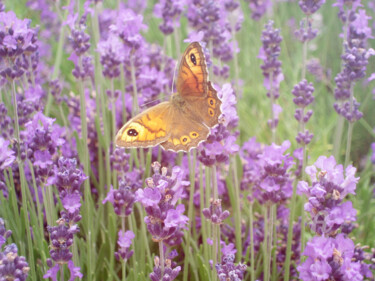 Fotografie mit dem Titel "Butterfly subtlety…" von Cédric Hajiji, Original-Kunstwerk, Digitale Fotografie
