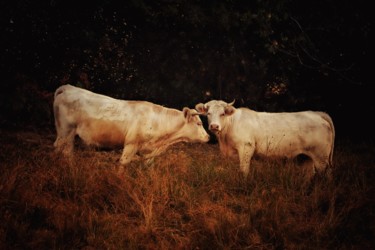 Photographie intitulée "Les vaches" par Céline Pivoine Eyes, Œuvre d'art originale, Photographie numérique