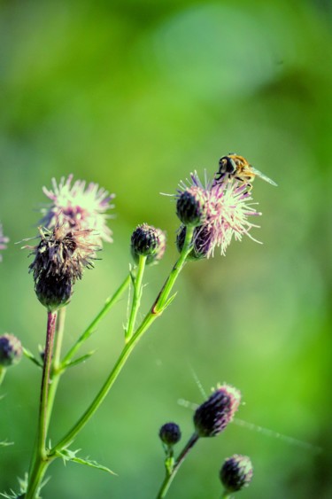 Photographie intitulée "L’abeille" par Céline Pivoine Eyes, Œuvre d'art originale, Photographie numérique