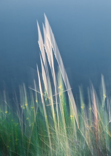Fotografía titulada "Les brins d’herbe" por Céline Pivoine Eyes, Obra de arte original, Light Painting