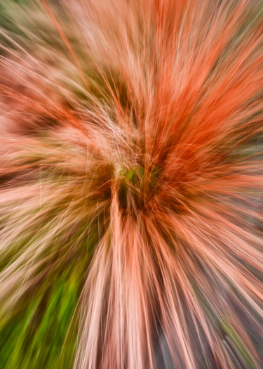 La graminée orange Photographie intitulée "La graminée orange" par Céline Pivoine Eyes, Œuvre d'art originale, Photographie numérique