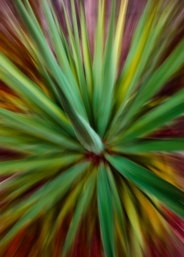 Photography titled "Le yucca" by Céline Pivoine Eyes, Original Artwork, Digital Photography