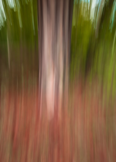 Photography titled "L’arbre en ICM" by Céline Pivoine Eyes, Original Artwork, Digital Photography