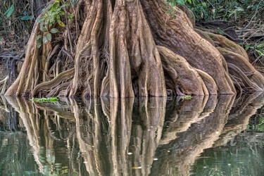 Fotografie getiteld "Racines d'Amazon" door Celso Lobo, Origineel Kunstwerk, Digitale fotografie