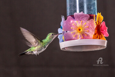 Fotografie getiteld "Hummingbird" door Celso Lobo, Origineel Kunstwerk, Digitale fotografie