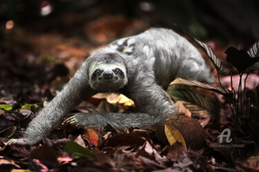 Photographie intitulée "Sloth" par Celso Lobo, Œuvre d'art originale, Photographie numérique