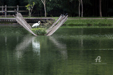 Fotografia intitulada "Heron's Nest" por Celso Lobo, Obras de arte originais, Fotografia digital