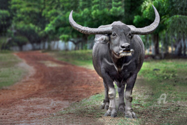 Photography titled "Marajó buffalo" by Celso Lobo, Original Artwork, Digital Photography
