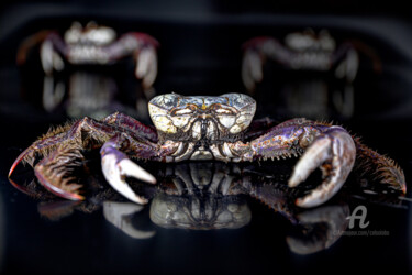 Fotografía titulada "Crab" por Celso Lobo, Obra de arte original, Fotografía digital