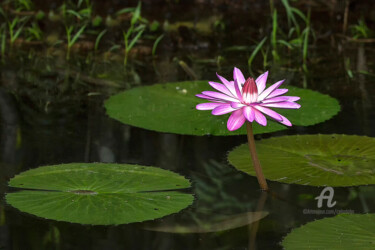 Photography titled "Flower of the Victo…" by Celso Lobo, Original Artwork, Digital Photography