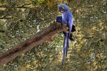 Fotografía titulada "Macaw-blue" por Celso Lobo, Obra de arte original, Fotografía digital