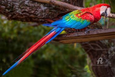 Fotografía titulada "Macaw red" por Celso Lobo, Obra de arte original, Fotografía digital