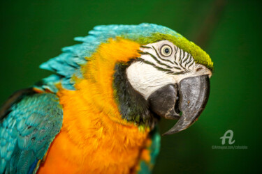 Photographie intitulée "Macaw yellow" par Celso Lobo, Œuvre d'art originale, Photographie numérique
