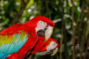 Photographie intitulée "Macaws" par Celso Lobo, Œuvre d'art originale, Photographie numérique