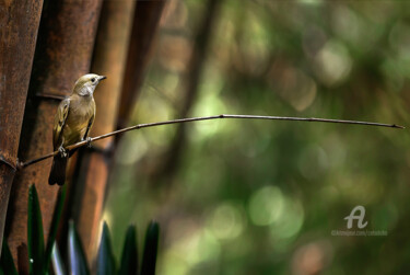 Fotografía titulada "Bird Sabia" por Celso Lobo, Obra de arte original, Fotografía digital
