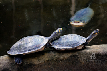 Fotografía titulada "Turtles" por Celso Lobo, Obra de arte original, Fotografía digital