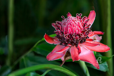 摄影 标题为“King's flower” 由Celso Lobo, 原创艺术品, 数码摄影