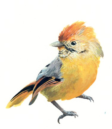 Peinture intitulée "petit-oiseau-vif" par Pascal Cerchiario, Œuvre d'art originale, Gouache